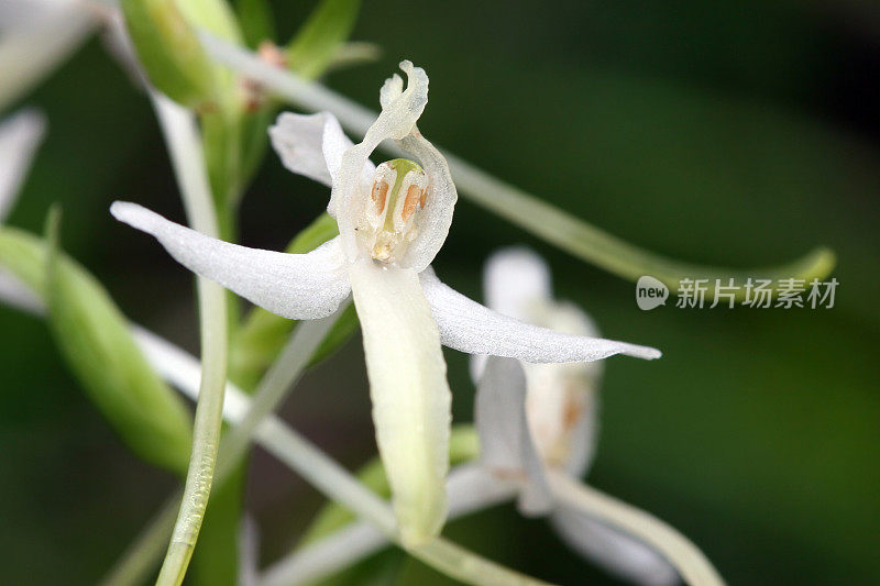 白兰(Platanthera bifolia)